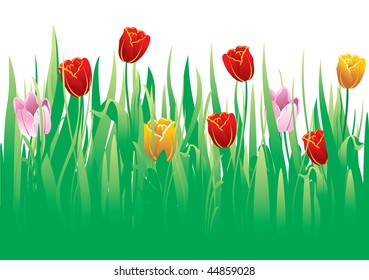 Field of colorful tulips. Vector image.