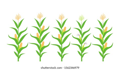 Field With Corn. Isolated Corn On White Background