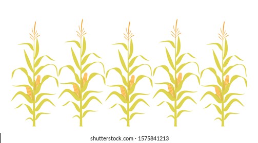 Field With Corn. Isolated Corn On White Background