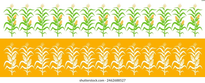 Field with corn. Isolated corn on white background