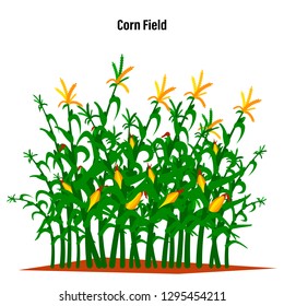 Field of corn on a white isolated background. Vector illustration.
