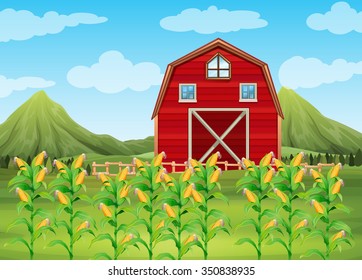 Field Of Corn And Red Barn Illustration