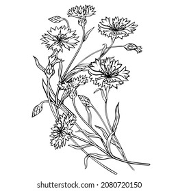 Field cornflowers. Contour flowers on a white background. Close-up. Vector graphics.
