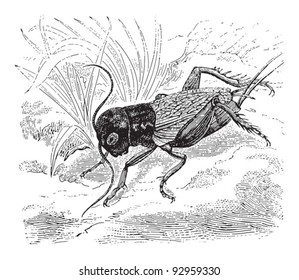 Field cricket (Gryllus campestris) / vintage illustration from Meyers Konversations-Lexikon 1897