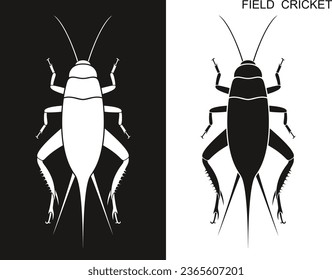 Field cricket. Isolated cricket on white background