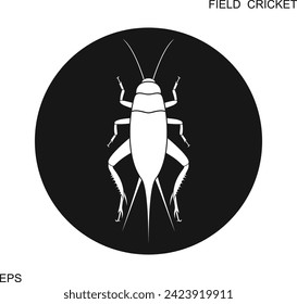 Field cricket. Isolated cricket on white background