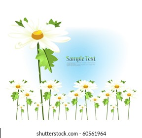 Field of daisies decorated postcard
