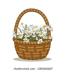 Field daisies with meadow grass in a wicker basket. Vector illustration.