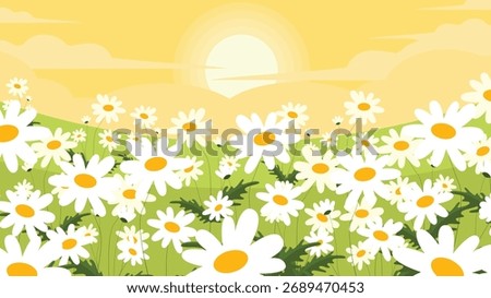 Field of daisies on a sunny day. Vector illustration.