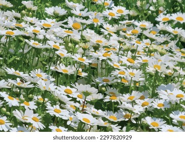 Field of daisies on a sunny summer day. White daisies.