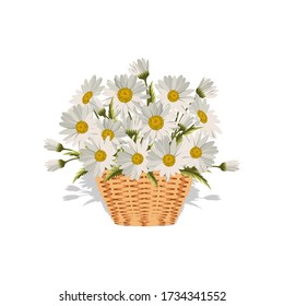 Field daisies in a wicker basket. Vector illustration.