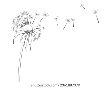 The field dandelion with seed flight.

