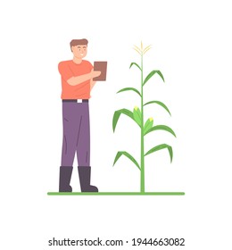 field or farm supervisor, farm laborer. illustration of a male farmer examining the growth or condition of a corn crop. flat style. vector design. profession or job