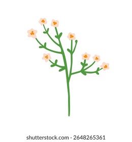 Field flower. Floral plant sprig. Gentle spring wildflower branch with tiny blossoms, thin stem. Subtle meadow bloom, summer decoration. Flat vector illustration isolated on white background
