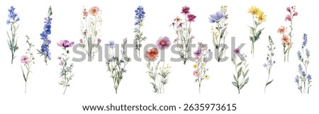 Field flower illustration vector collection. Cornflower, Mallow, Larkspur, Lavender, Yellow Daisy, Hollyhock, Chicory, Poppy flowers isolated. Meadow wild blossom set, field blooming plants clip art.