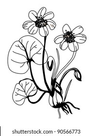 field flower silhouette on white background, vector illustration