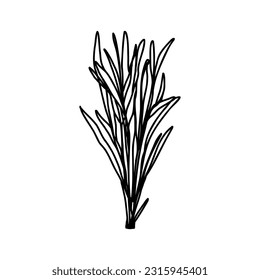 field flower, sketch of a vector drawing, isolated on a white background. collection of flowers