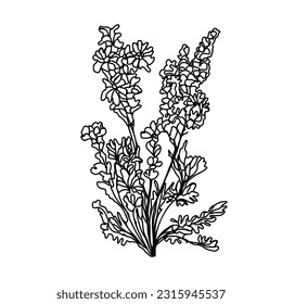 flor de campo, boceto de un dibujo vectorial, aislado sobre un fondo blanco. colección de flores