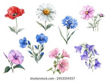 Field flower watercolor illustration vector collection. Daisy, cornflower, mallow, cosmos, ipomoea and poppy flowers isolated. Meadow wild blossom set, field blooming plants clip art. Balloon flower