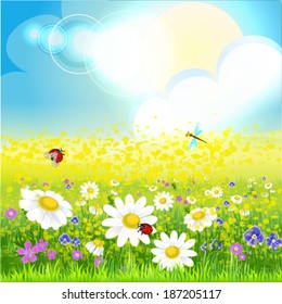 Field with flowers