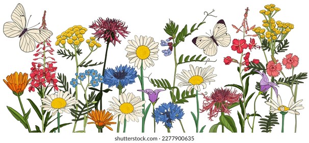 field flowers and butterflies, vector drawing wild plants at white background, flowering meadow , hand drawn botanical illustration