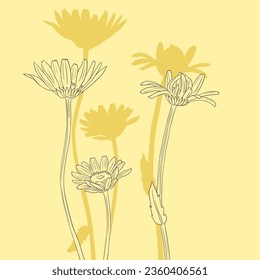 field flowers, daisies, vector drawing wild plants, line floral composition, hand drawn botanical illustration