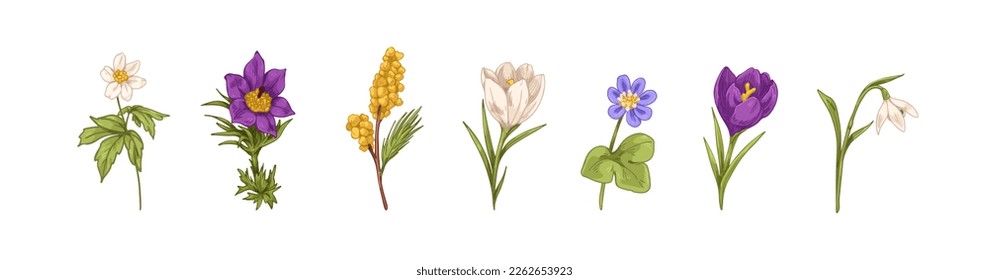 Field flowers drawn in vintage style. Meadow floral plants, spring blossomed buds, leaves and stem. Retro realistic botanical colored graphic vector illustrations isolated on white background