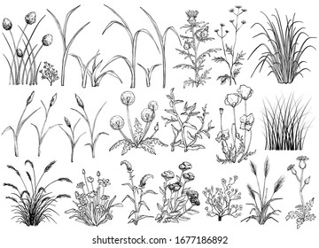 Field flowers and grass, black and white hand drawn vector illustration
