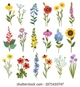 Field flowers and grass. Poppies, chamomile, daisies, bells, echinacea, sunflower, buttercups and other wild flowers.