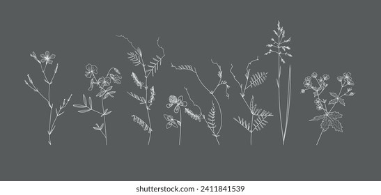 Field flowers and grasses, line drawing. Vector illustration