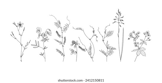 Field flowers and grasses, line drawing. Vector illustration