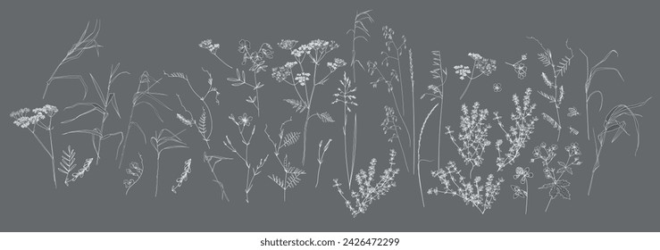 Field flowers and grasses, line drawing. Vector illustration