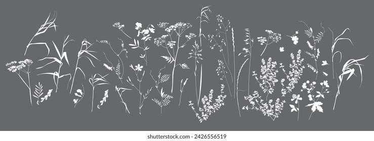 Field flowers and grasses, line drawing. Vector illustration