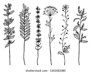 Field Flowers with leaves. Set of Wedding botanical Wild plant with buds. Botanical organic spring herb. Engraved hand drawn in doodle sketch. Vintage retro style.