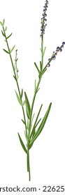 Field Flowers on Branch. Wildflower Icon. Hand Drawn Meadow Plant Isolated on Transparent Background