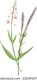 Field Flowers on Branch. Wildflower Icon. Hand Drawn Meadow Plant Isolated on Transparent Background