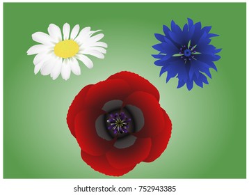 Field flowers poppy, cornflower and daisy are isolated on green background. Vector illustration. 