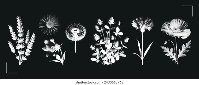 Conjunto de efecto de película negativa retro de flores de campo. Manzanilla, diente de león, amapola, lavanda, girasol. Punteado, patron punteado plantas silvestres. Efecto de semitonos vintage. Ilustración de vector