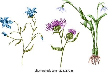 field flowers set