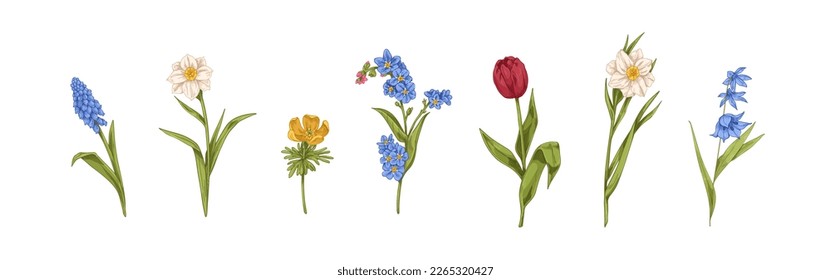 Flores de campo decoradas con un estilo retro. Dibujos realistas de plantas florales. Flores florecientes de primavera, flores silvestres de pradera de verano. Botánica vintage, ilustraciones vectoriales aisladas en fondo blanco