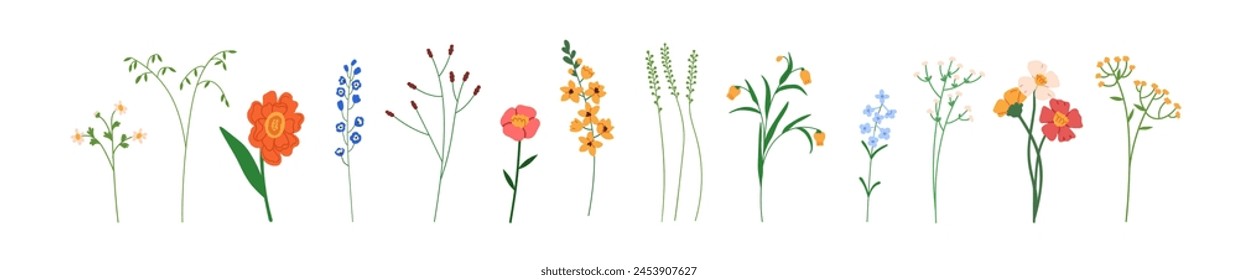 Field flowers set. Floral plants, spring wildflowers, meadow summer herbs, gentle fragile blooming branches, thin tiny stems. Botanical natural flat vector illustration isolated on white background