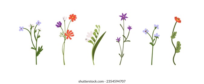 Field flowers stems, blooms set. Delicate gentle spring, summer plants. Wildflowers decoration, meadow floral botanical elements. Flat graphic vector illustrations isolated on white background
