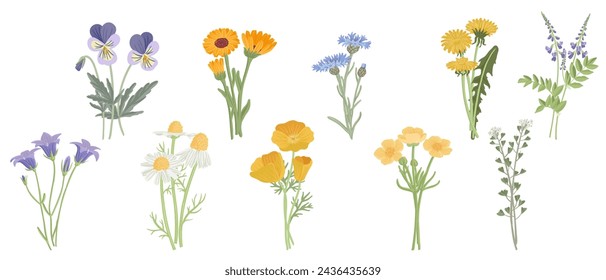 field flowers, vector drawing flowering plants at white background, floral elements, small bouquets, hand drawn botanical illustration