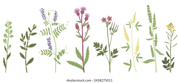 flores de campo, dibujo de Vector con flores de plantas silvestres sobre fondo blanco, conjunto de Elementos florales, ilustración botánica dibujada a mano