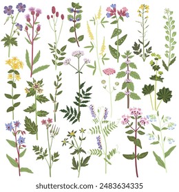 field flowers, vector drawing flowering wild plants at white background, set of floral elements, hand drawn botanical illustration