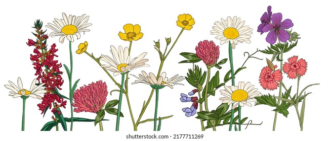 Feldblumen, Vektorgrafik von Wildpflanzen auf weißem Hintergrund, Blumenwiese, handgezeichnet botanische Illustration