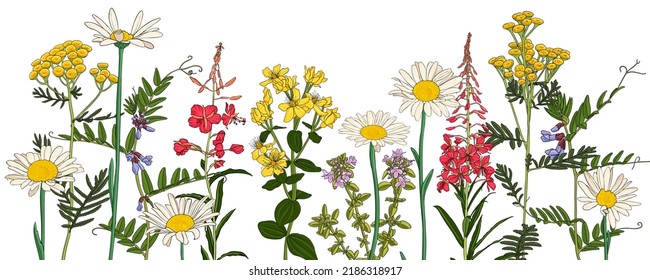 Feldblumen, Vektorgrafik von Wildpflanzen auf weißem Hintergrund, Blumenwiese, handgezeichnet botanische Illustration