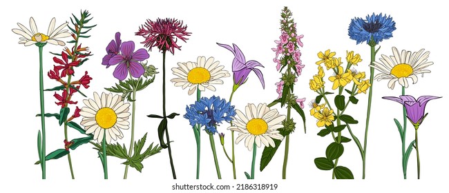 Feldblumen, Vektorgrafik von Wildpflanzen auf weißem Hintergrund, Blumenwiese, handgezeichnet botanische Illustration