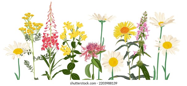 Feldblumen, Vektorgrafik von Wildpflanzen auf weißem Hintergrund, Blumenwiese, handgezeichnet botanische Illustration