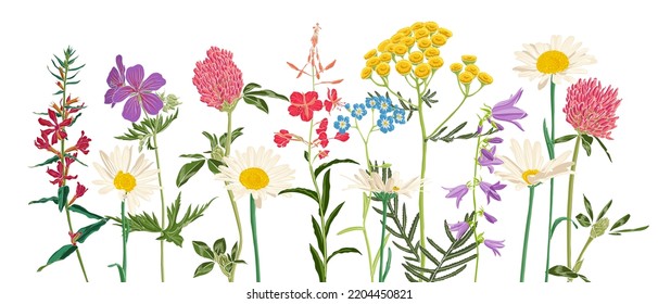 Feldblumen, Vektorgrafik von Wildpflanzen auf weißem Hintergrund, Blumenwiese, handgezeichnet botanische Illustration